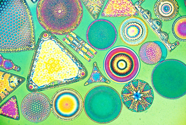 Diatomateous Earth